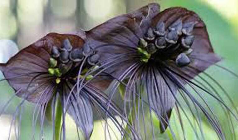 Black bat flower, nature’s rare and mysterious beauty