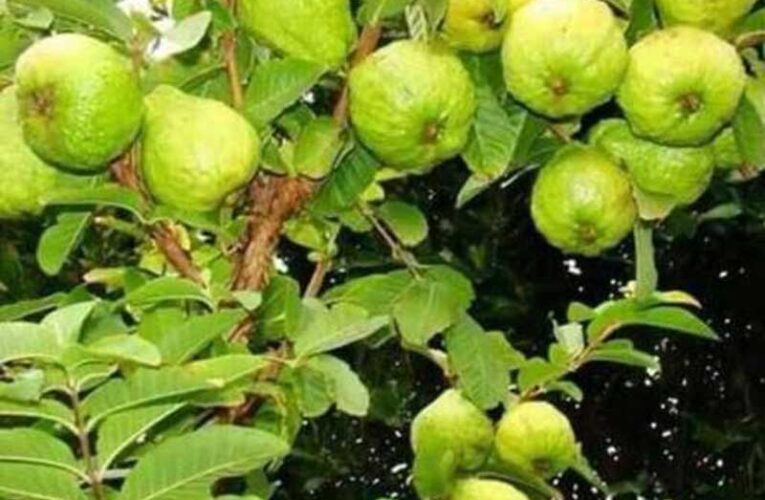 Farmer earns Rs 24 lakh annually through VNR guava farming