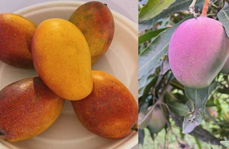 CISH develops two varieties of colourful mangoes, rich in export