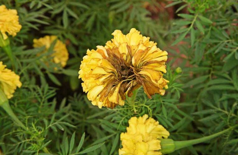 Marigold cultivation faces challenges from plant diseases