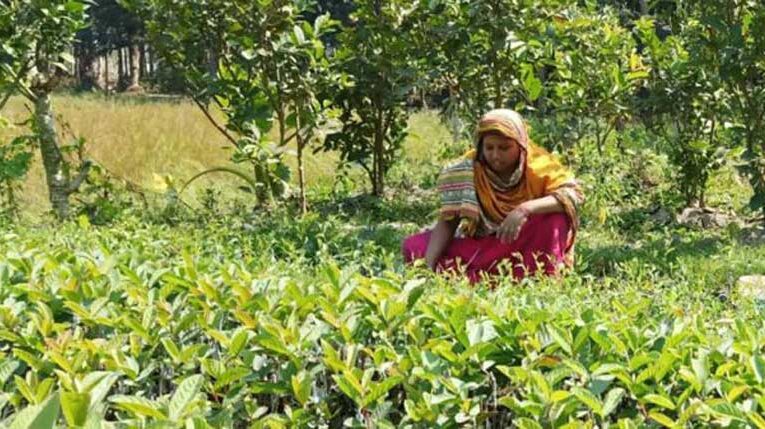 Women prefer nursery sector over agricultural labour, earning Rs 350-400 daily