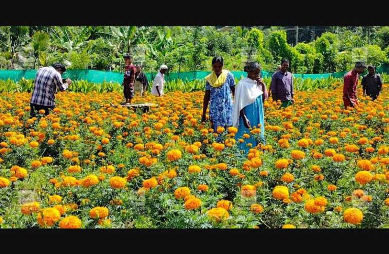 Wayanad disaster hits Coimbatore flower growers this Onam