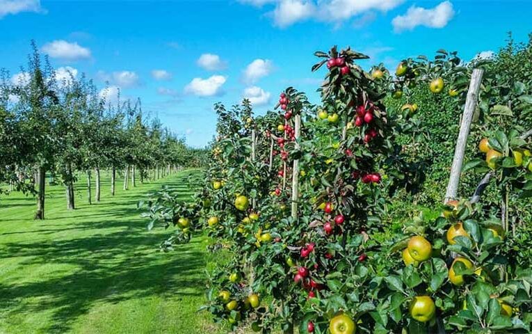 Jhijhan farmer reaps benefits through orchard plantation