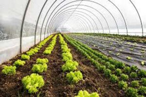 organic-farming-new