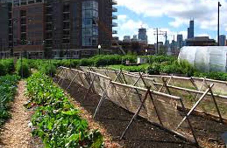 Smart cities turn to agriculture 4.0 for food in urban areas