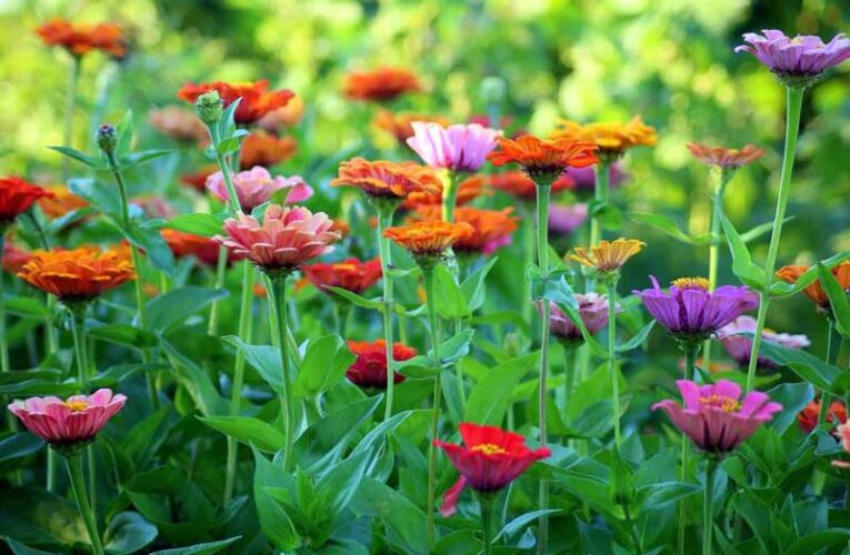 October: Ideal month for planting different varieties of flowers