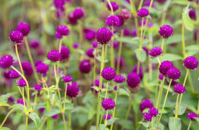 Gomphrena Species-  A Flower Crop for Pride and Prosperity