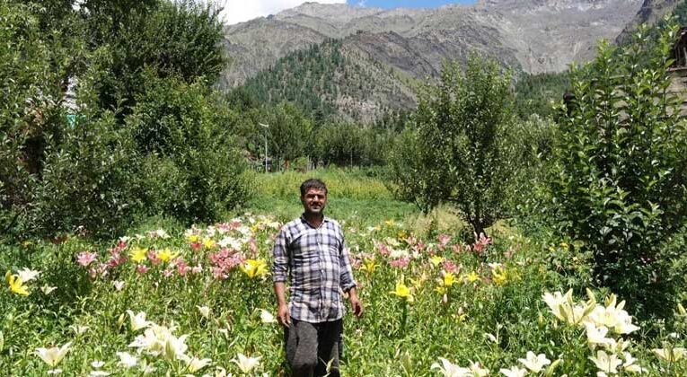 COVID-19 pandemic fades Himachal Pradesh’s floriculture sector