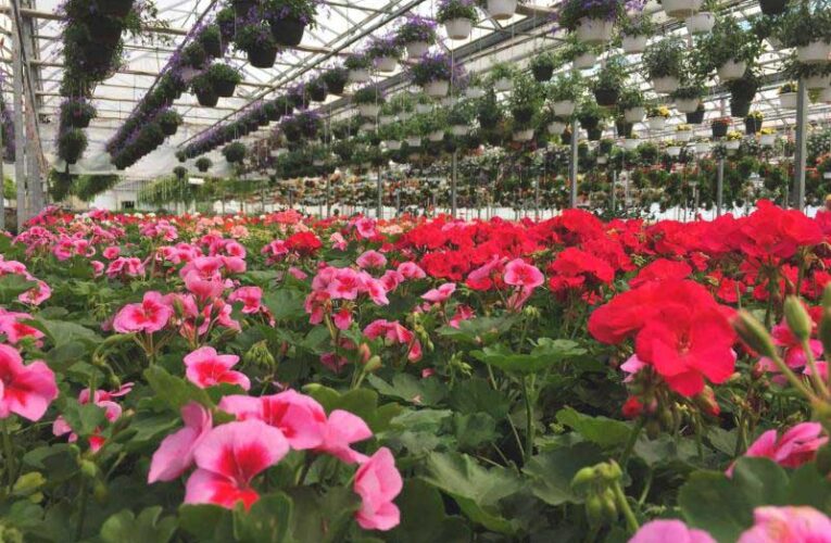 Floriculture expansion increases Japan’s economy and exports