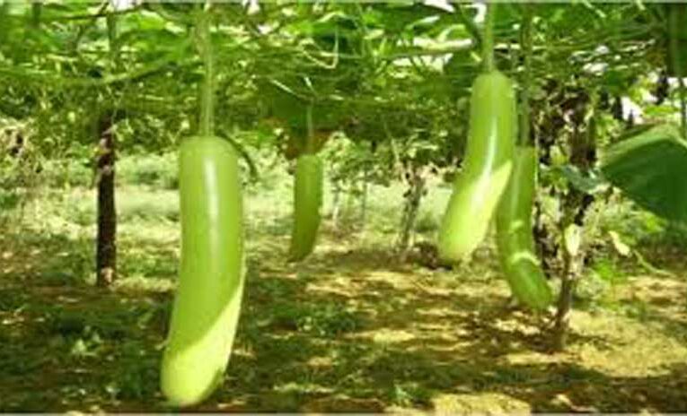 Farmers turn to ‘Kashi Shubhara’ for high-yield bottle gourd farming