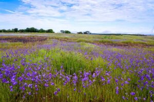 Kaas-Plateau-new