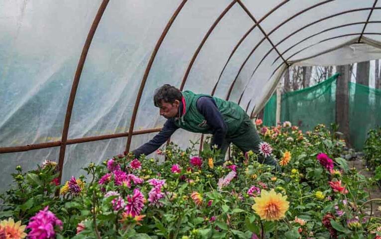 Floriculture creates immense job opportunities in Kashmir 