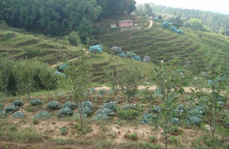 Uttarakhand horticulture suffers amid staff shortage