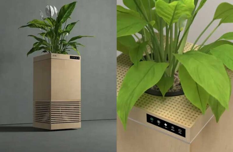 IIT graduate develops ‘Ubreathe’ flowerpot for cleaner air