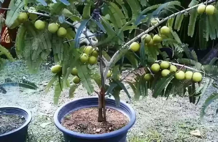 Amla plants need watering, sunlight, and pruning for better results