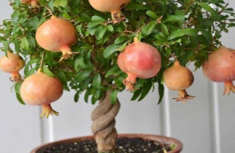 Grow pomegranate at home with ease