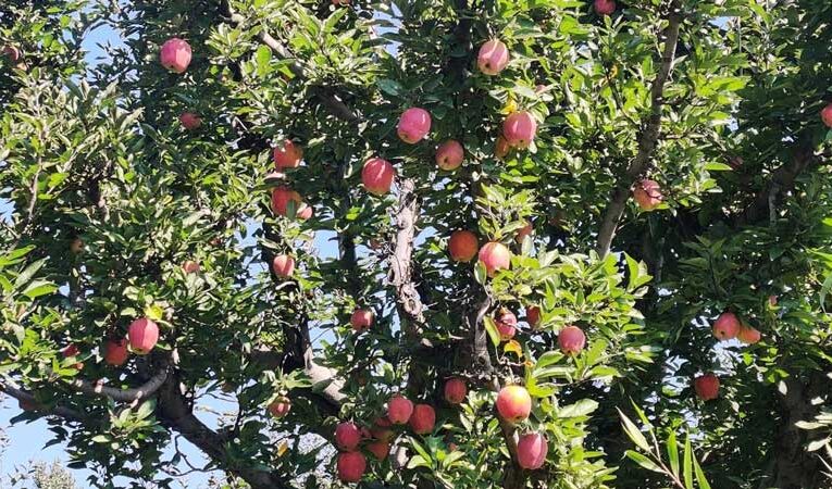 Fruit production declines in Uttarakhand amid rising temperatures