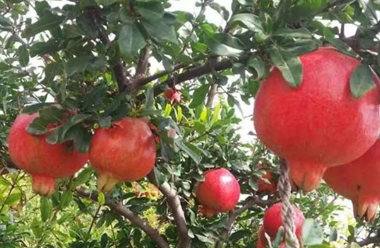 DC pushes for horticulture growth in Sri Sathya Sai district, AP