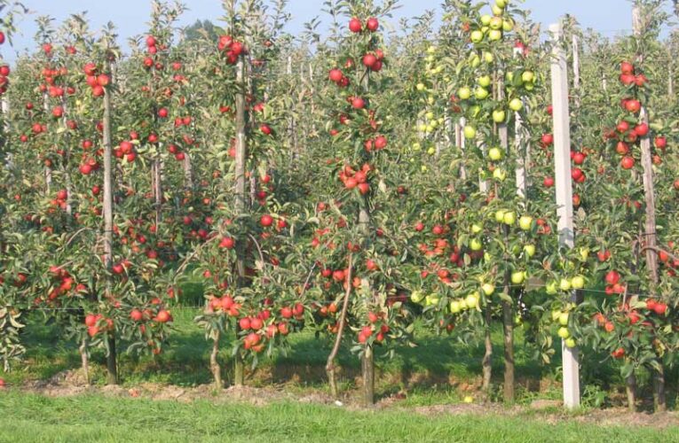 बढ़ते तापमान के कारण उत्तराखंड में फलों के उत्पादन में आई भरी गिरावट