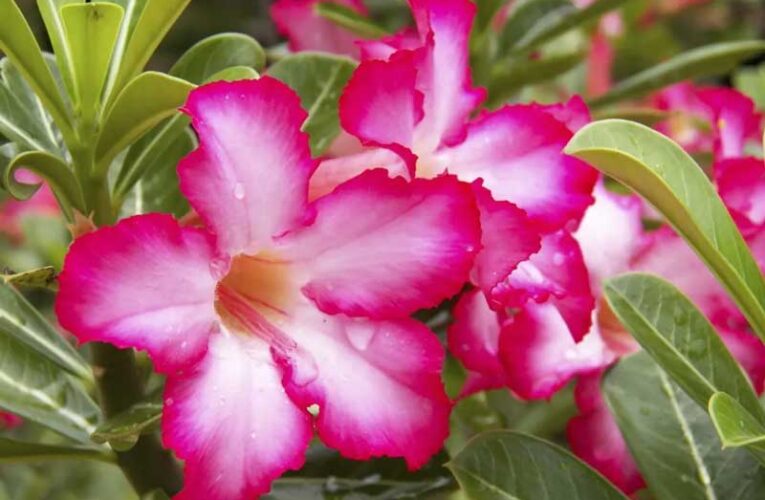 Adenium allure: Secrets to cultivating desert rose