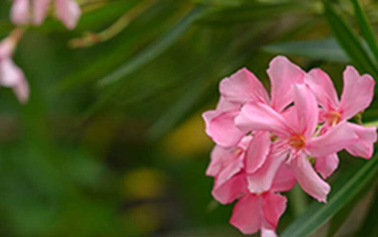 Abu Dhabi bans poisonous oleander plants to shield people’s health