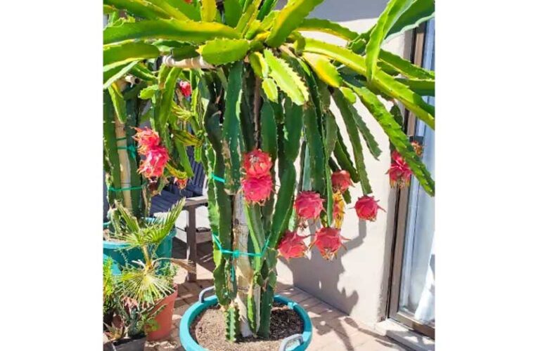 Grow dragon fruit at home: Choose right pot and soil