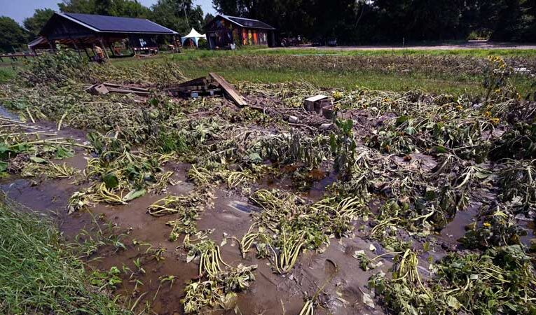 Downpour destroys flower plants in Hossainpur, leaving farmers in disarray