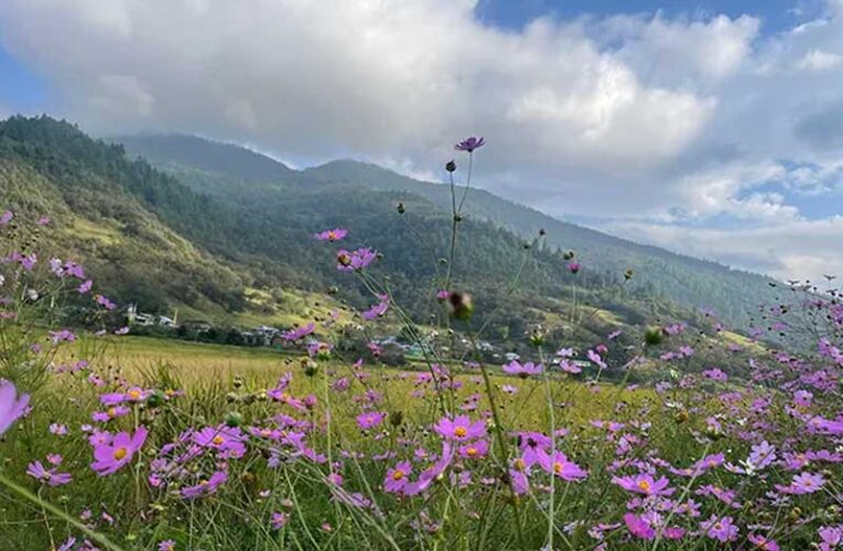 Cosmos blooms in decline at Chug Valley; locals blame excessive human activity