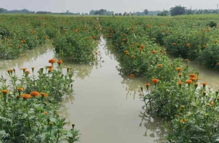 Flower prices surge in Jalpaiguri amid supply crisis in Durga Puja