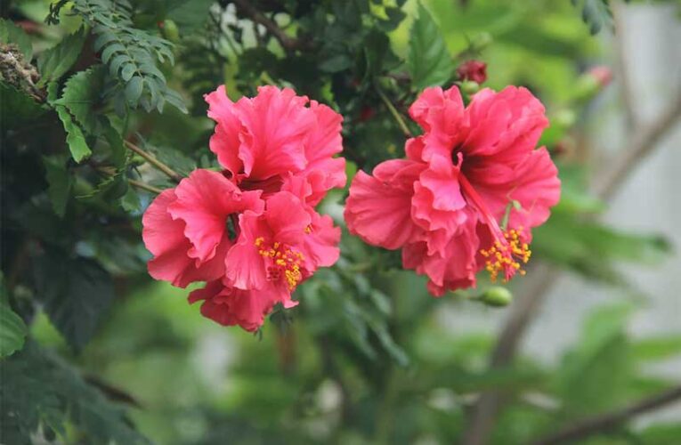 Hibiscus flowers keep cultural and medicinal values