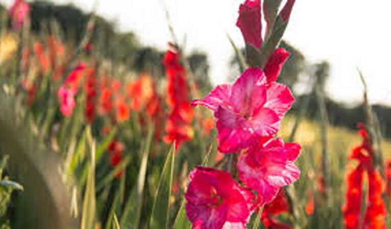 ICAR-IIHR develops disease-resistant flower ‘Arka Ayush’ for farmers