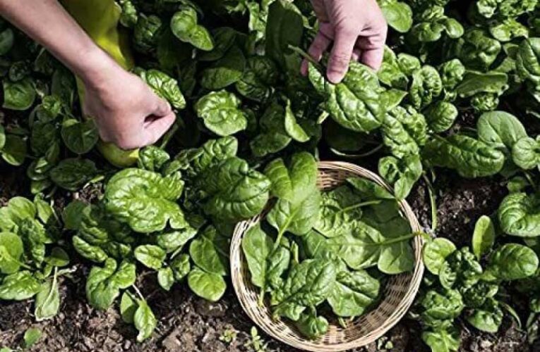 Spinach needs less sunlight and soft soil for better results