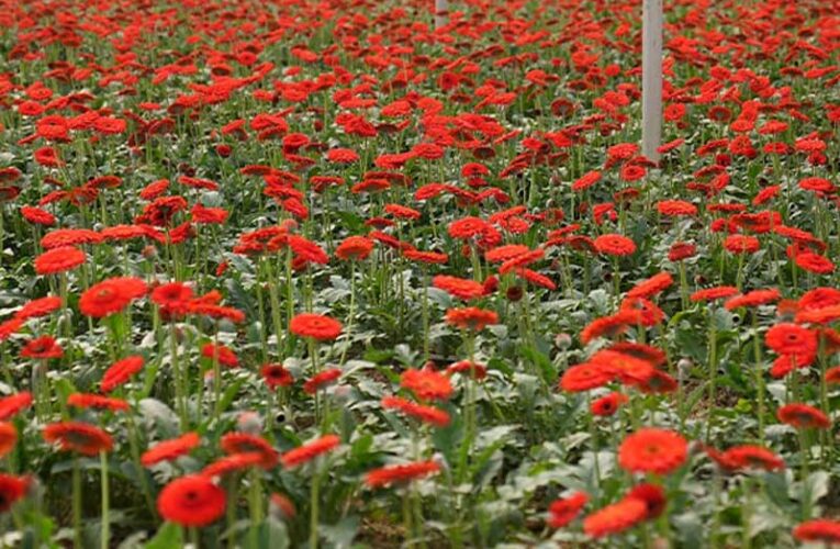 Gerbera cultivation flourishes in UP with subsidies and modern techniques