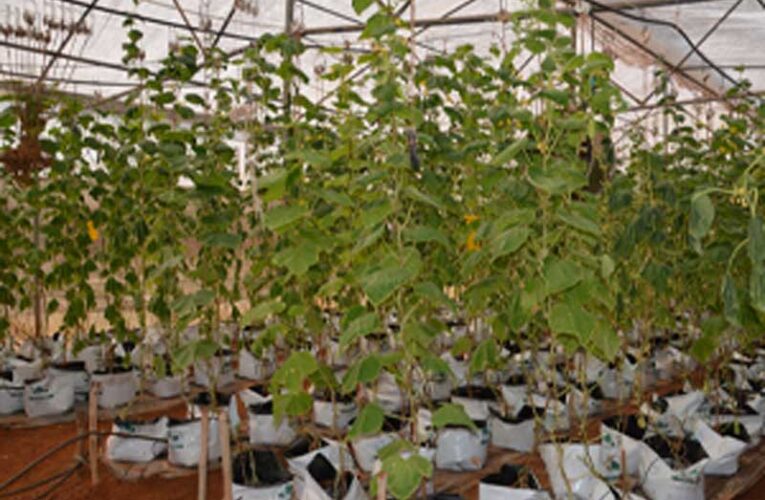 ICAR-CCARI develops new horticultural varieties in Goa