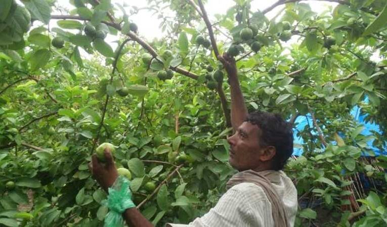 Farmers in Aurangabad plant Allahabadi guava for quick profits