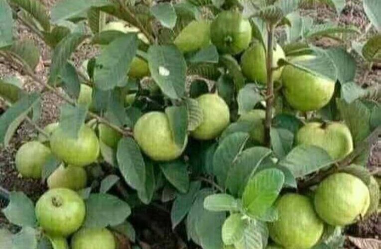 Taiwan pink guava fetches wealth to Maharashtra farmer