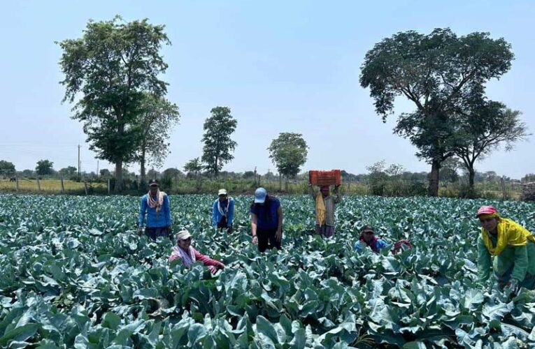 Vegetable cultivation increases Harda farmer’s income in crores