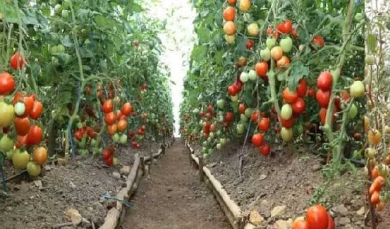 Chief Minister’s scheme aims to promote horticulture yield