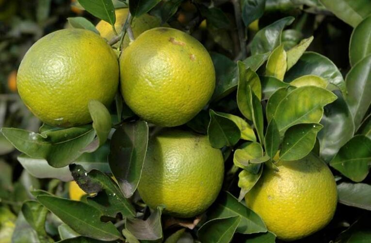 Farmers in Kangra receive 33,000 citrus species to boost fruit cultivation