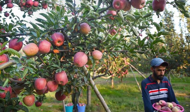 Uncertainty looms on Kashmir’s apple growers amid poor marketing