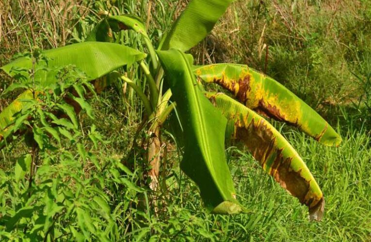 Potassium deficiency affects banana plant growth and yield