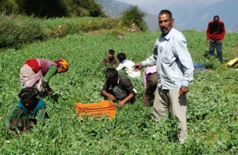 UP govt offers subsidies to Ganga coastal farmers to grow vegetables