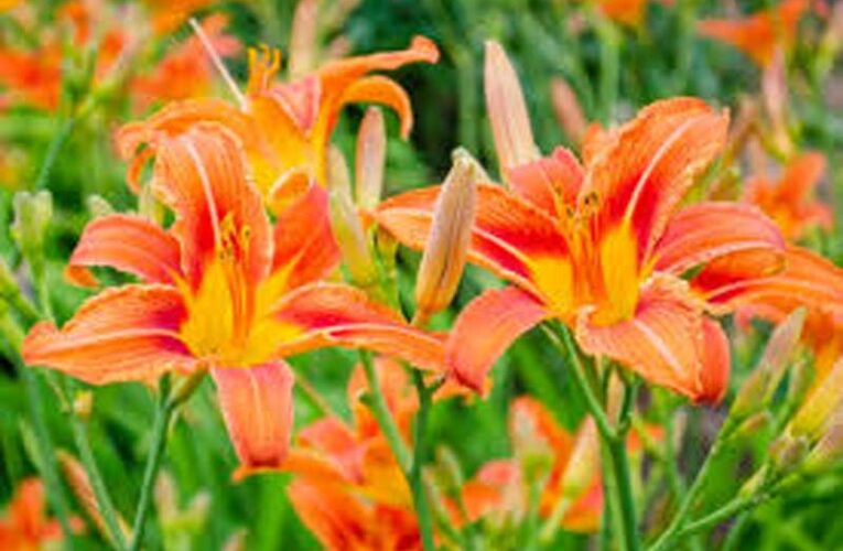 Unravelling beauty of Lilium flower…