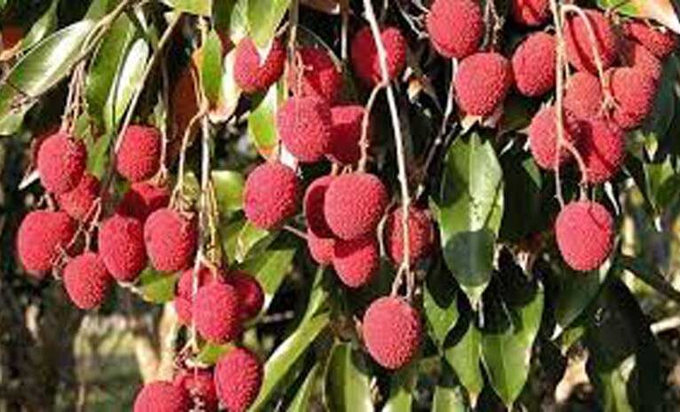 UP offers opportunities for litchi farming in Lakhimpur