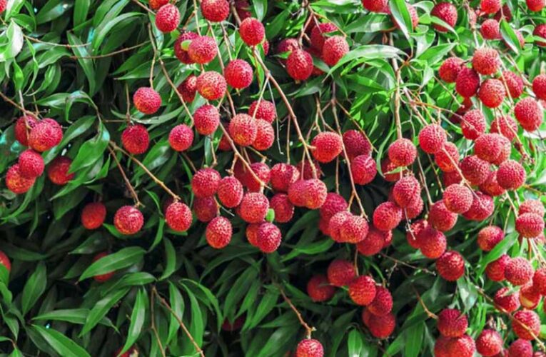 Expert tips help to bear fruits in litchi trees