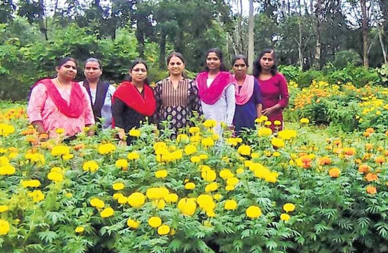 Baheradih women turn to marigold farming for Diwali business