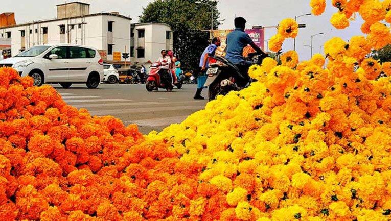 Unseasonal rains escalate marigold prices amid Lakshmi Puja