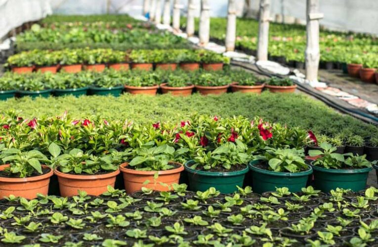 AI in Horticulture Nursery Management