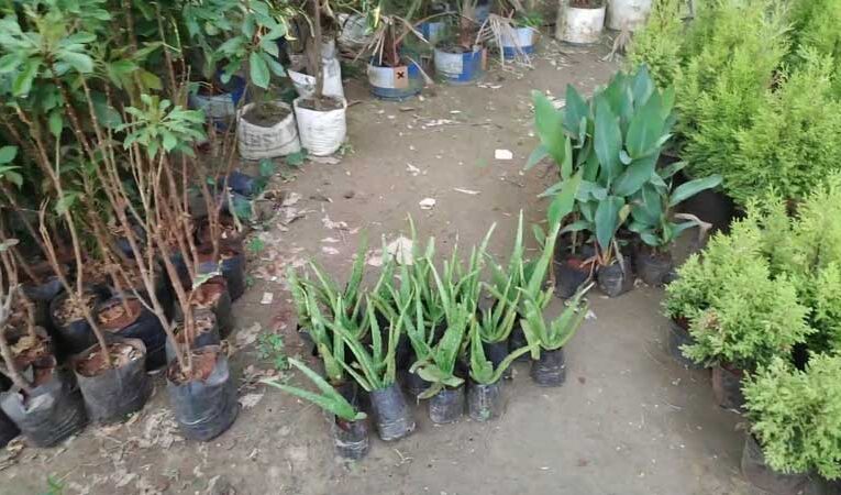 Nirottam Pandey’s plant nursery flourishes in Farrukhabad