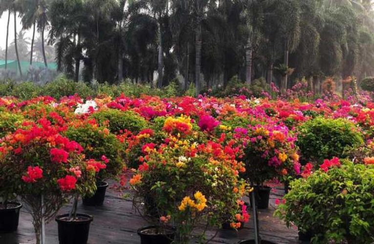 India’s flower production grows; NHB pushes for nursery standards